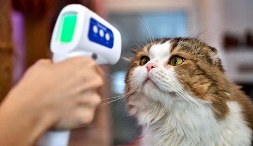 دواء للقطط يساعد في محاربة كورونا