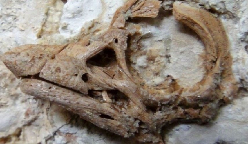 جمجمة نادرة تكشف عن سر مثير حول أكبر الديناصورات العاشبة
