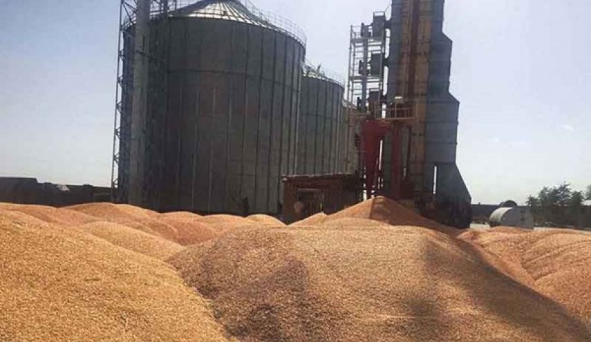 مشتريات ايران من القمح المحلي 8.3 مليون طن