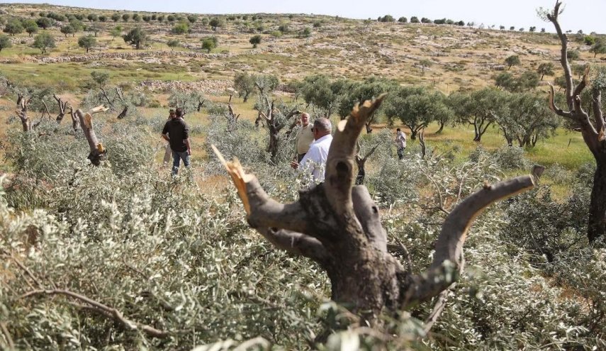 تخريب اراضي المزارعين الفلسطينيين على يد المستوطينين