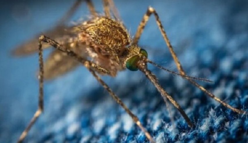 ویروس مرگبار «ای ای ای» کابوس تازه بشر که با نیش پشه منتقل می‌شود