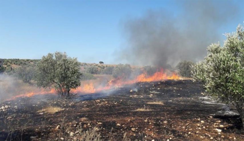 المستوطنون يحرقون عشرات اشجار الزيتون جنوب بيت لحم