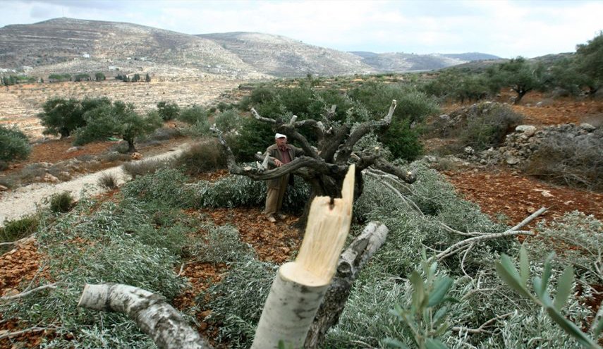 مستوطنون يقطعون أشجار زيتون مثمرة غرب سلفيت