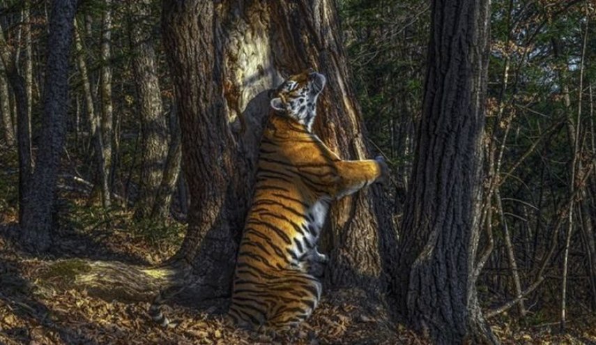 صورة نمرة تحتضن شجرة تفوز بجائزة العام لتصوير الحياة البرية