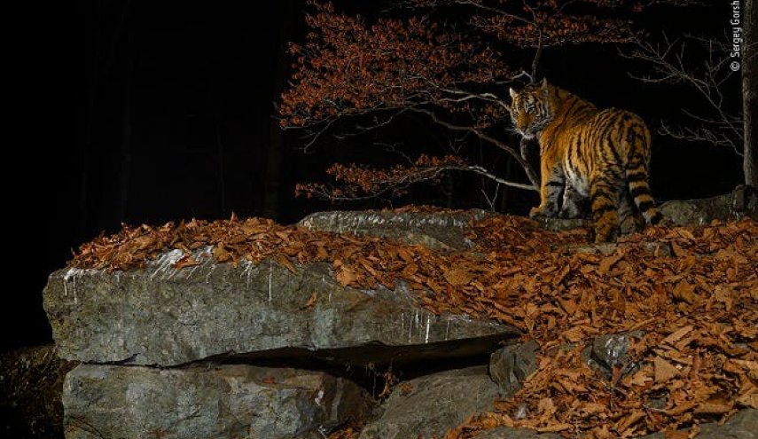 شاهد: نمر يحتضن شجرة.. قصة صورة فاز صاحبها بجائزة الحياة البرية