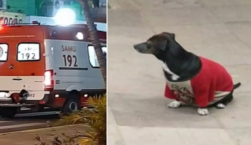 شاهد.. كلبة وفية تقتحم سيارة إسعاف للاطمئنان على مالكها