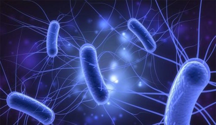 دراسة: بكتيريا في أمعاء الإنسان تتمتع بقدرة خارقة
