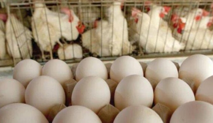 مصدر سوري: ارتفاع أسعار البيض سببه التهريب الى دول الجوار