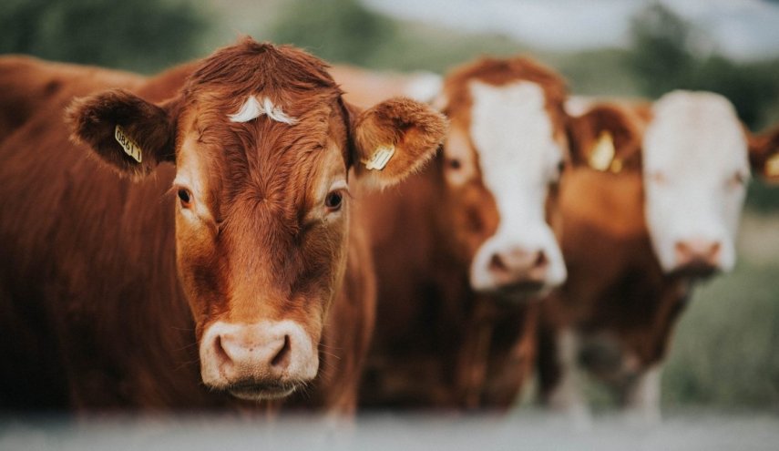 فناوری تشخیص صورت در خدمت شناسایی گاوها