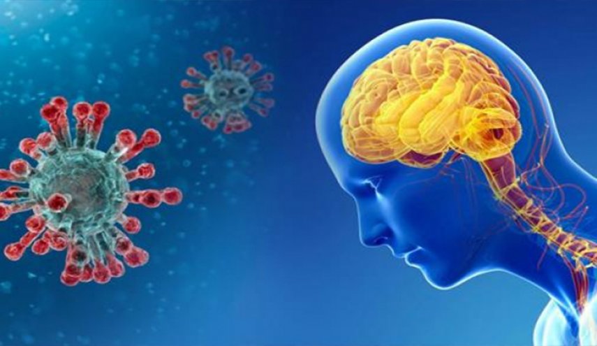 دراسة جديدة تكشف كيف يعبر فيروس كورونا الدماغ