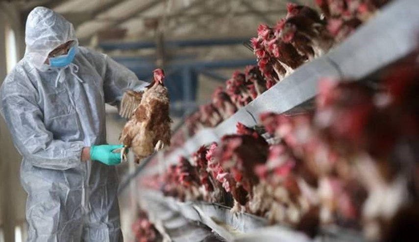 فرنسا تواجه انتشارا خيالي لفيروس إنفلونزا الطيور 