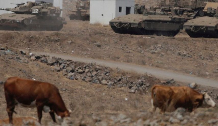 نظامیان صهیونیست گاوهای لبنان را پس دادند
