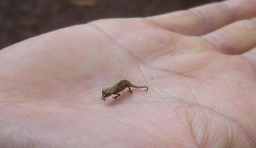 اكتشاف أصغر حيوان زاحف
