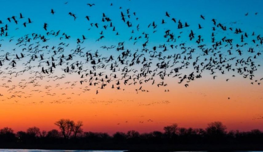 دراسة تكشف قدرة الطيور على قراءة المجال المغناطيسى للأرض