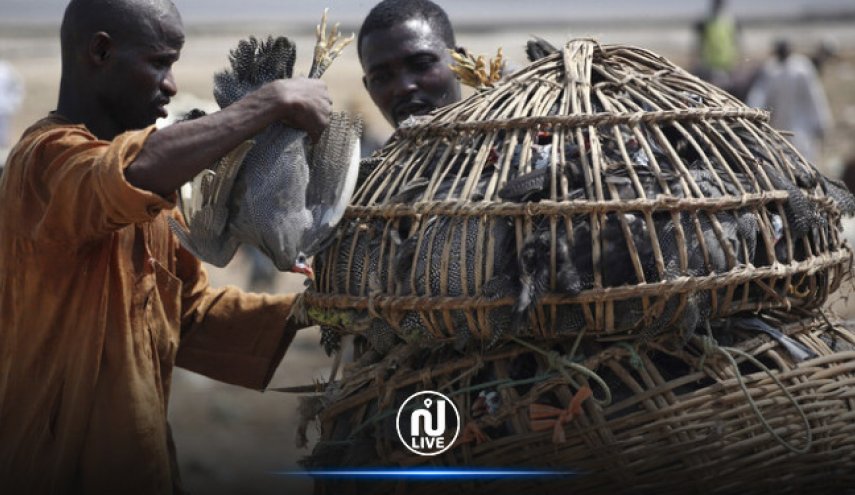 بالصور:سوق حيوانات في نيجيريا يثير الرعب من فيروس إفريقي جديد