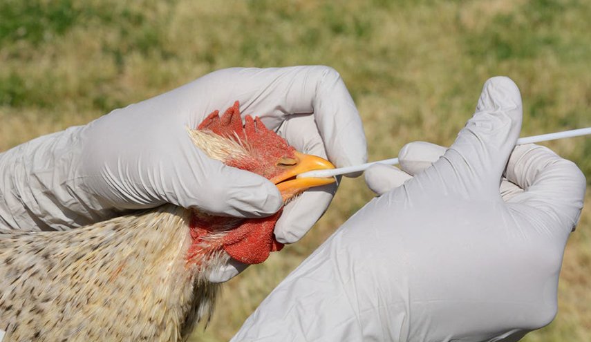 الصحة العالمية تحذر من تفشي إنفلونزا الطيور بين البشر