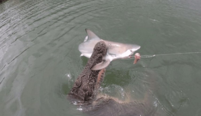 حادث غريب.. تمساح يصطاد سمكة القرش