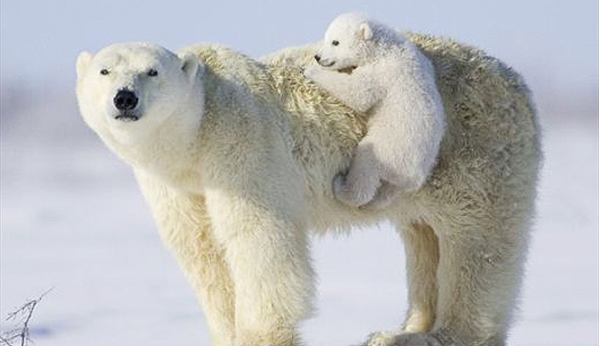 نخستین هتل «خرس قطبی» جهان در چین افتتاح شد
