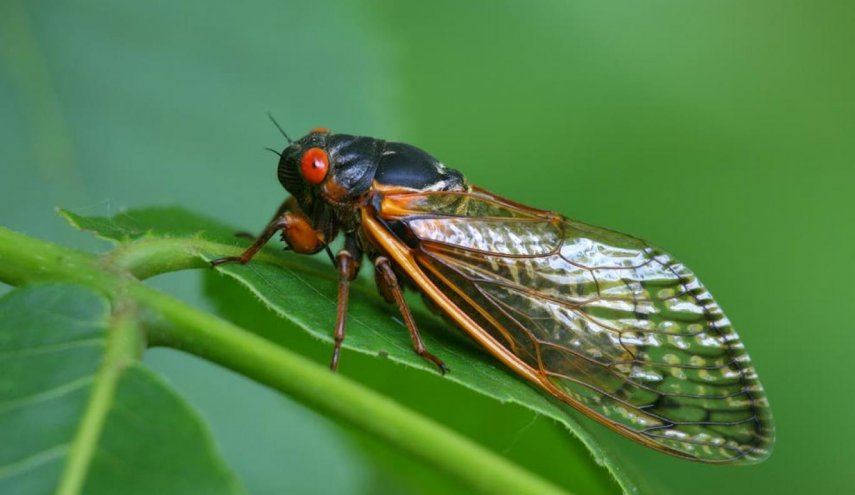 مناطق أميركية شاسعة تستعد لغزو مليارات حشرات الزيز