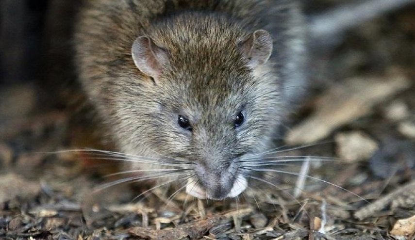 علماء يطورون علاجا جديدا يعزز التعافي من الشلل في الفئران