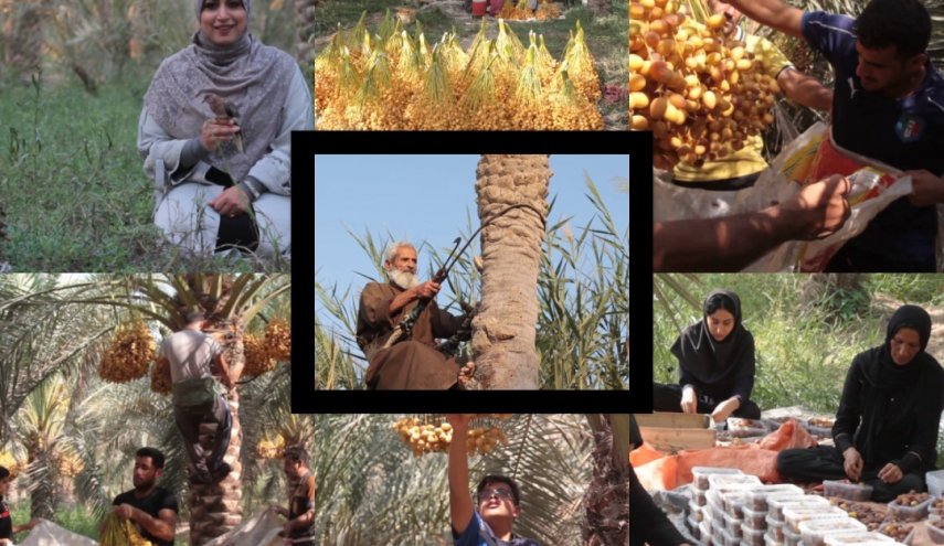 سفر به نخلستان های جنوب ایران در «سیدة الاشجار»