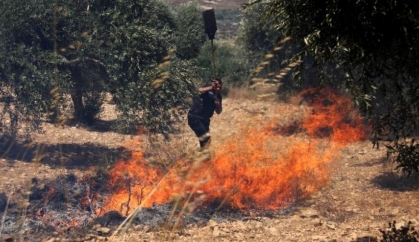 مستوطنون يحرقون 50 شجرة زيتون معمرة في بيت فجار
