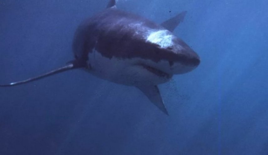  6 أسباب تجعل أسماك القرش تخاف من الدولفين