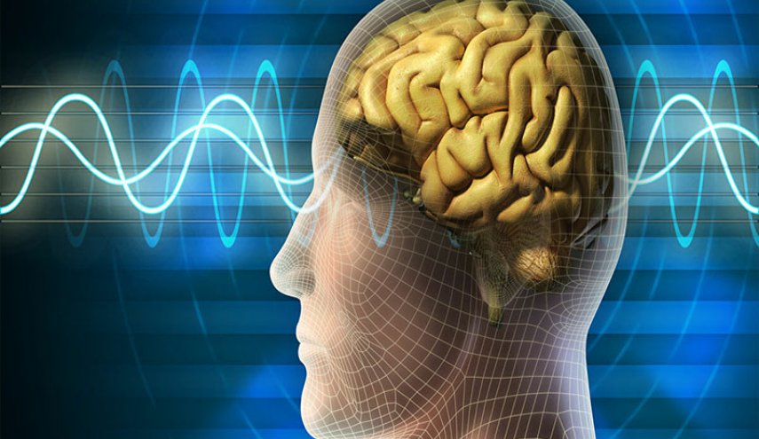 دراسة تشير إلى العلاقة بين مستوى الذكاء ونشاط الدماغ
