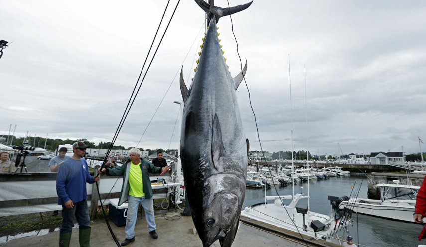 صياد أسترالي يصطاد سمكة تونة تزن 271 كغ
