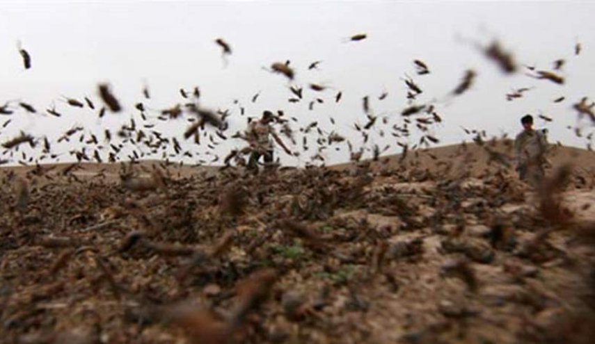 طوافات الجيش باشرت رش مبيدات حشرية في شرق لبنان