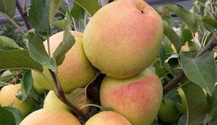 عربستان واردات میوه و سبزی از لبنان را ممنوع کرد/ اقدام سیاسی ریاض برای فشار بر اقتصاد لبنان