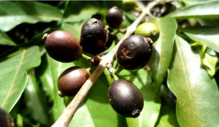 اكتشاف حبة نادرة تعيد الأمل لإحياء صناعة القهوة في سيراليون