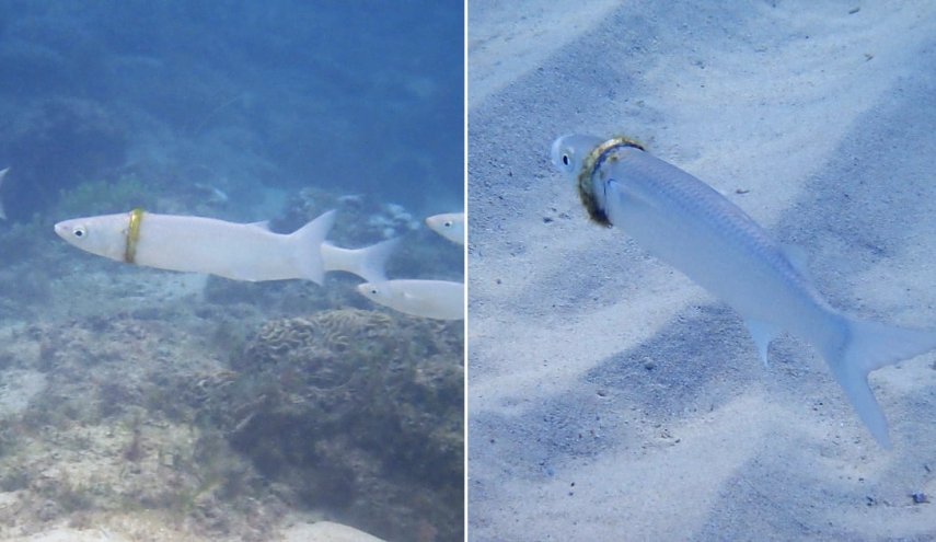غواصة أسترالية تعثر على خاتم زواج مفقود ملتفاً حول جسد سمكة