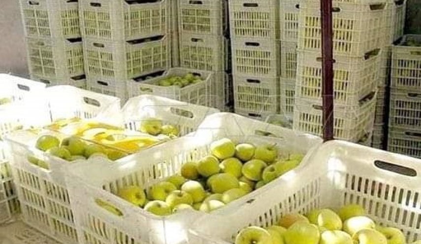 تصدير نحو 200 طن من التفاح السوري للأسواق الخارجية