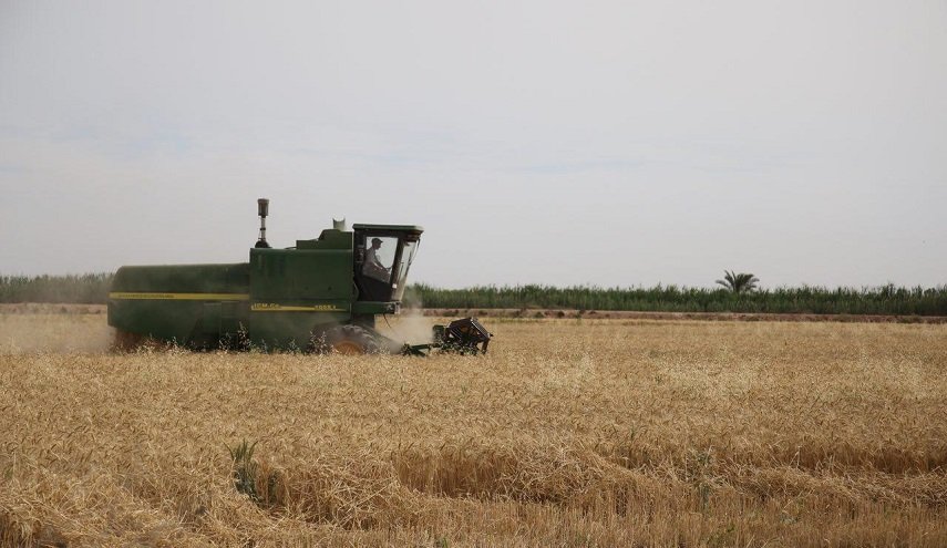 محافظة خوزستان الايرانية تنتج أكثر من مليون طن من القمح