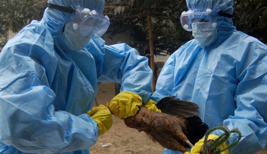 تحذير.. تفشي إنفلونزا الطيور شديد العدوى في عشرات البلدان