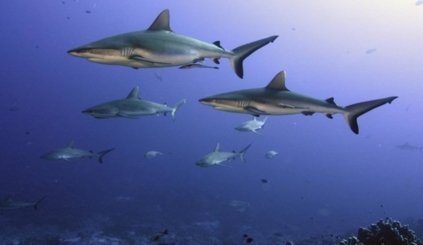 اختبارات ترصد تطور أسماك القرش