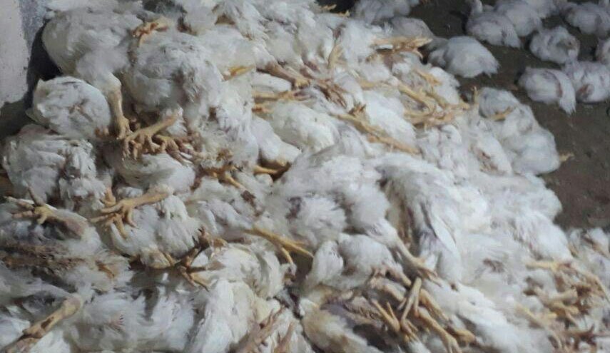 گسترش آنفلوآنزای مرغی در بصره عراق 