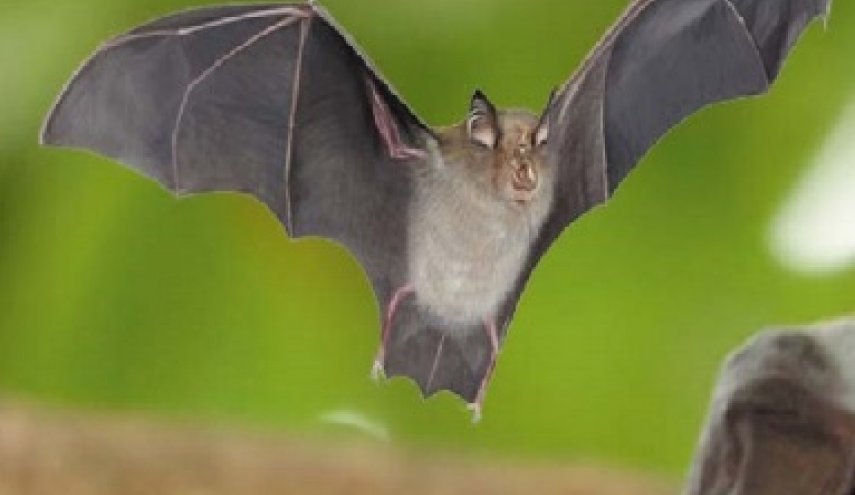 اكتشاف 24 نوعًا من فيروس كورونا لدى الخفافيش في الصين