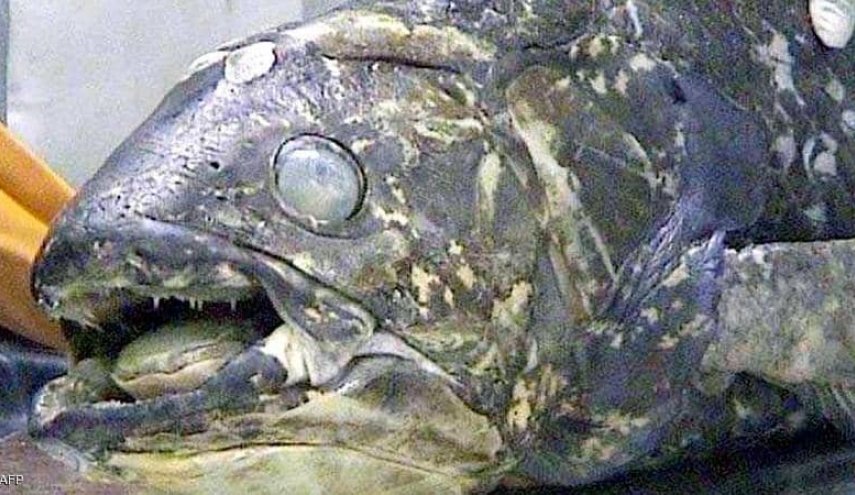 'سمكة مذهلة'.. عمرها 100 عام وفترة حملها 5 سنوات