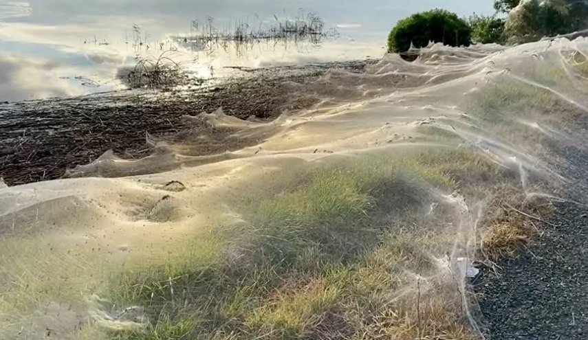 بعد الحرائق والفيضانات... شبكات عنكبوتية هائلة تغطي ولاية أسترالية(صور)