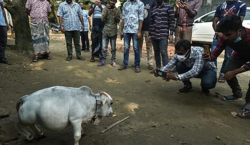 اشتیاق مردم بنگلادش و گردشگران برای تماشای کوتاه‌قامت‌ترین گاو جهان!
