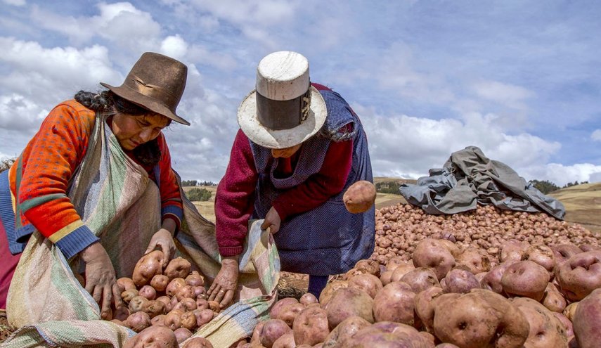 'تشونيو'.. تقنية تحفظ البطاطا لسنوات طويلة في منطقة جبال الأنديس