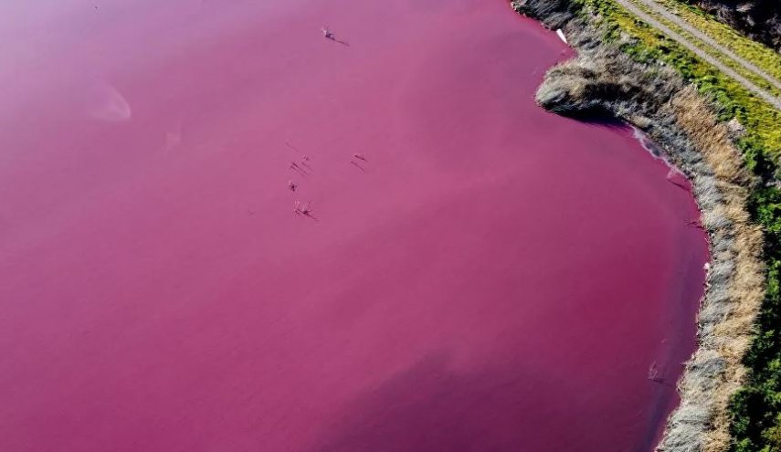 بالصور.. بحيرة في الأرجنتين يتحول لونها إلى الوردي