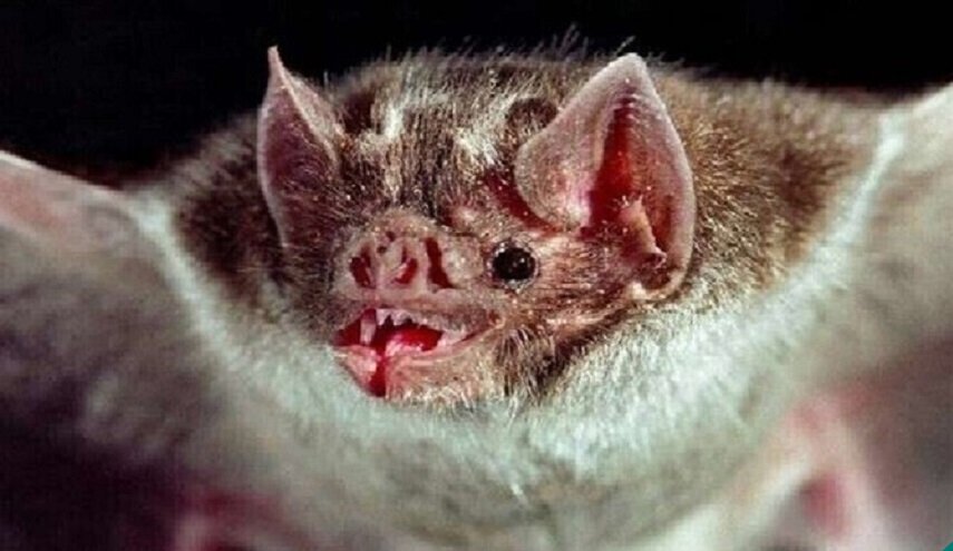 اكتشاف بقايا خفاش مصاص دماء عملاق يعود إلى 100 ألف عام..