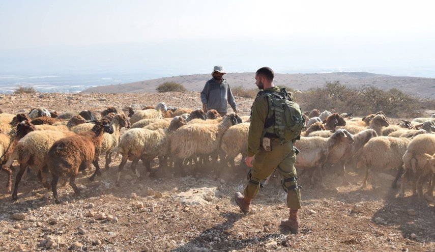 جيش الاحتلال يسرق 100 رأس ماعز من جنوب لبنان