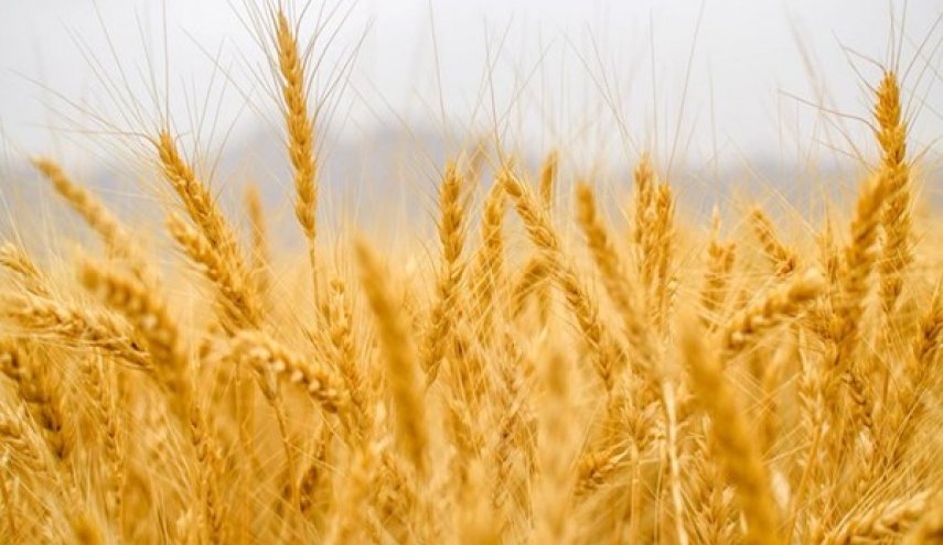 مشتريات ايران من القمح المحلي تلامس 4.5 مليون طن