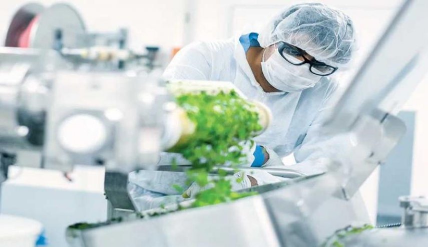 استخدام 'الزراعة الجزيئية' لإنتاج لقاحات نباتية أرخص ثمنا