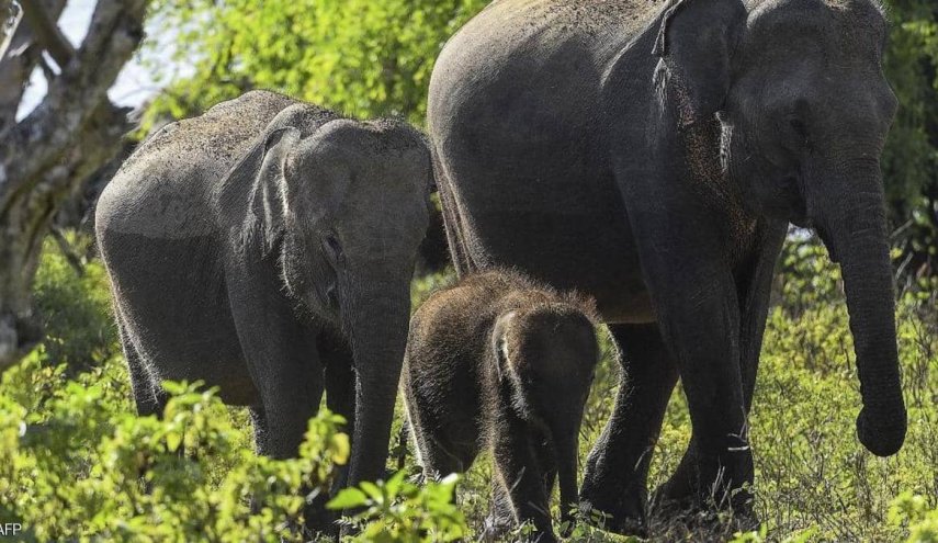 سريلانكا تتخذ اجراءات غريبة لحماية الفيلة