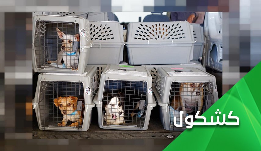 انتقال 200 سگ و گربه از افغانستان با هواپیمای اختصاصی و رها کردن همکاران محلی